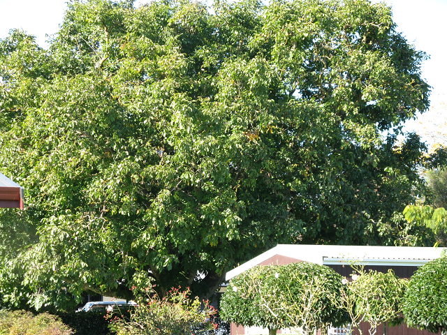Walnut- Cambridge Tree Trust